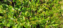 Salix argyrocarpa