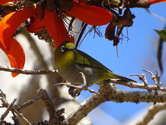Zosterops virens capensis