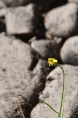 Ranunculus pedatifidus affinis