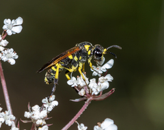 Tenthredo marginella