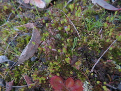 Ptychostomum capillare