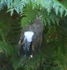 Colaptes auratus luteus × cafer