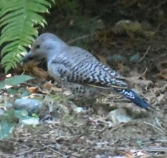 Colaptes auratus luteus × cafer