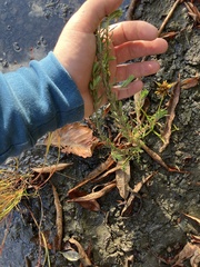 Lythrum hyssopifolia