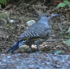 Colaptes auratus luteus × cafer
