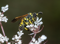 Tenthredo marginella