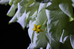 Mussaenda philippica