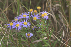 Ionactis linariifolia