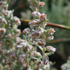 Eriocephalus racemosus