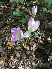 Colchicum speciosum