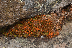 Solorina crocea