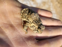 Anaxyrus fowleri