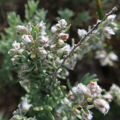 Eriocephalus racemosus