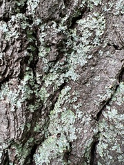 Myelochroa aurulenta