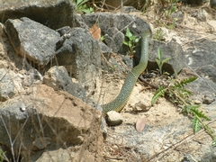 Lampropeltis holbrooki