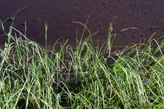 Carex aquatilis