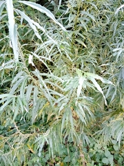 Salix viminalis