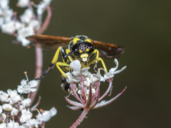 Tenthredo marginella