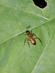 Camponotus americanus