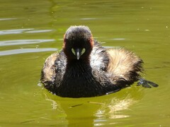 Tachybaptus ruficollis capensis