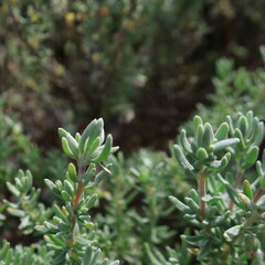 Eriocephalus racemosus