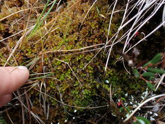 Sphagnum tenellum