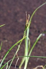 Carex aquatilis