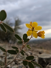 Senna covesii