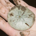 Long Slit Keyhole Sand Dollar - Photo (c) David Torres, some rights reserved (CC BY-NC), uploaded by David Torres