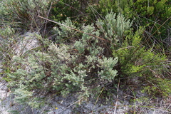 Eriocephalus racemosus