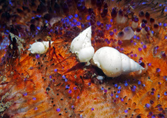 Echineulima asthenosomae