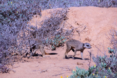 Suricata suricatta