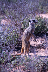 Suricata suricatta