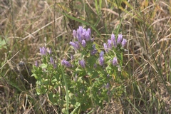 Gentianella quinquefolia