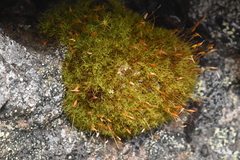 Hymenoloma crispulum