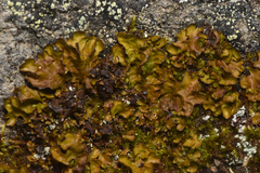 Lobariaceae