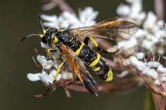 Tenthredo marginella