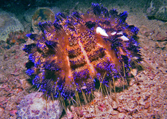 Echineulima asthenosomae