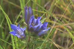 Gentiana puberulenta