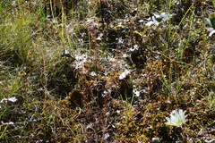 Epilobium davuricum