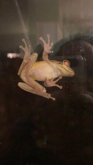 Osteopilus septentrionalis