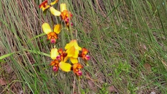 Diuris magnifica