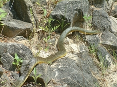 Lampropeltis holbrooki