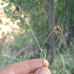 Althaea cannabina