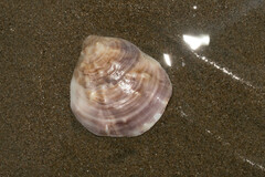 Ostreidae