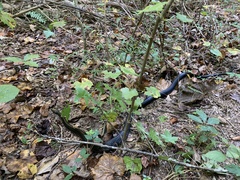 Pantherophis alleghaniensis