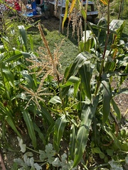 Zea mays mays