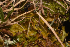 Lobariaceae