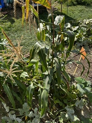 Zea mays mays