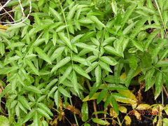 Cicuta douglasii